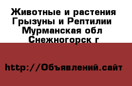 Животные и растения Грызуны и Рептилии. Мурманская обл.,Снежногорск г.